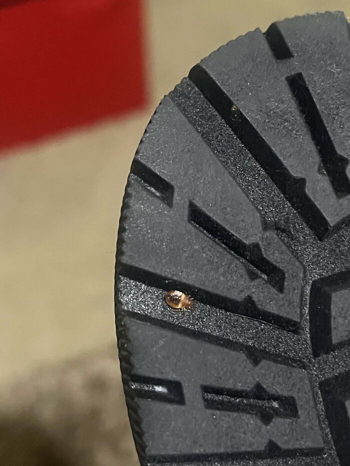 Keep Finding These Bugs In A Room I Just Rented What Are They And Should I Be Concerned?