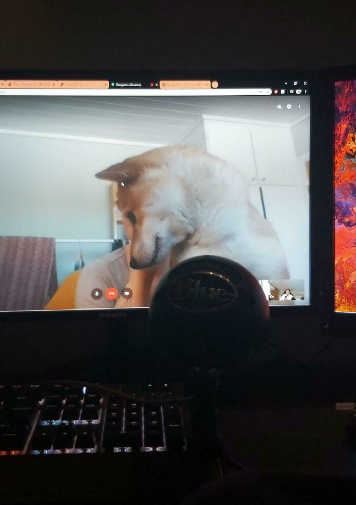 Our Teacher Brought Her Dog To Class