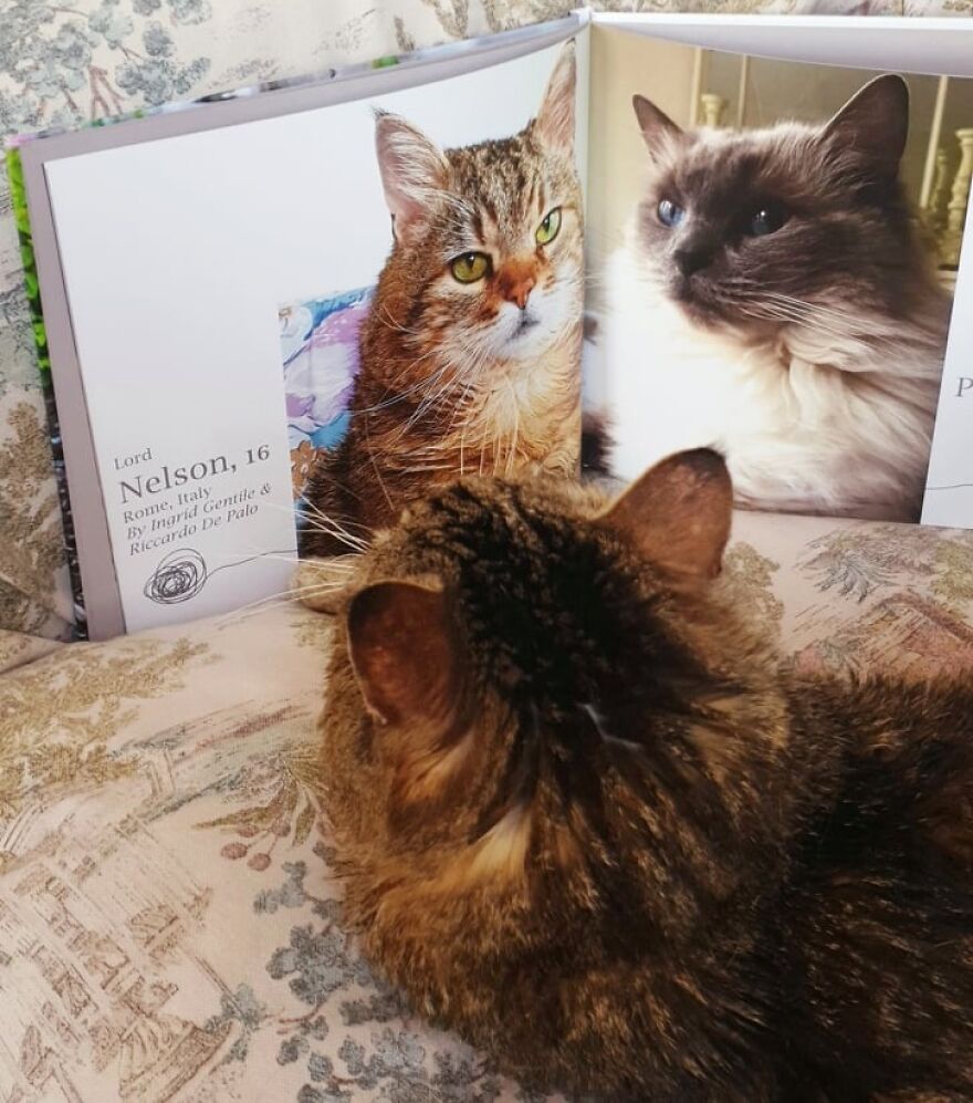 Tabby cat looking at a photobook featuring worldwide cat photobook winners and their winning photos.