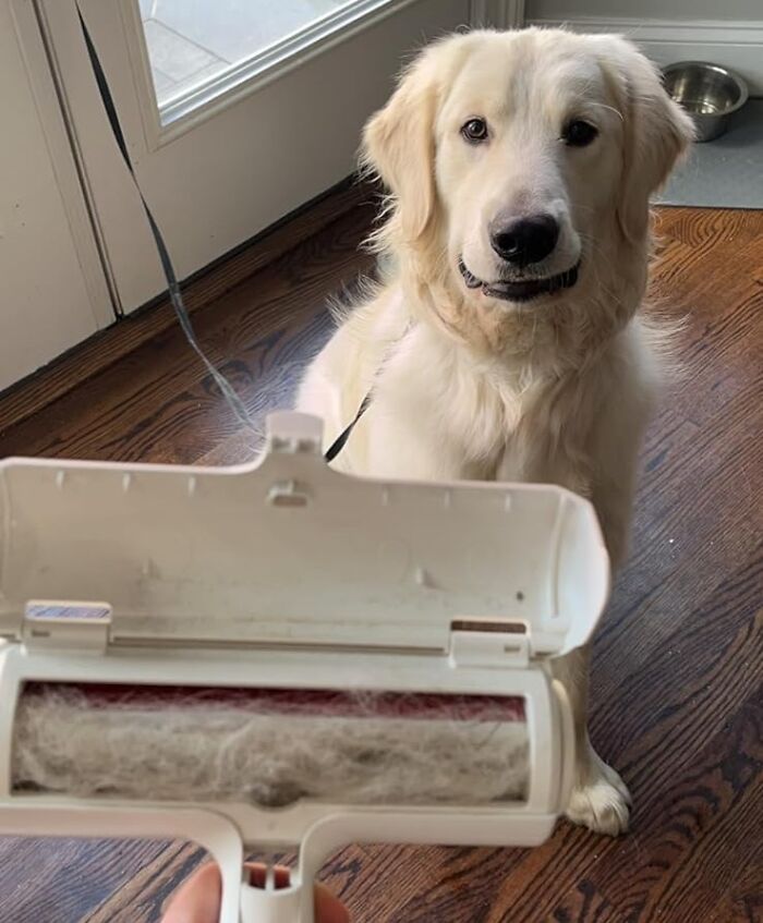 Say Goodbye To Pet Hair With Chom Chom Roller