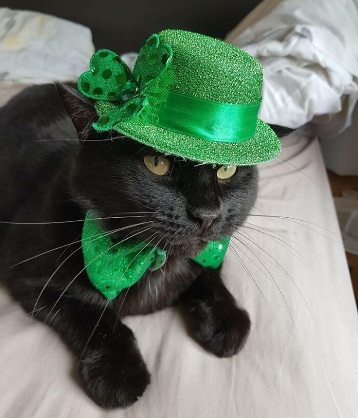 Happy St. Paddy's Day