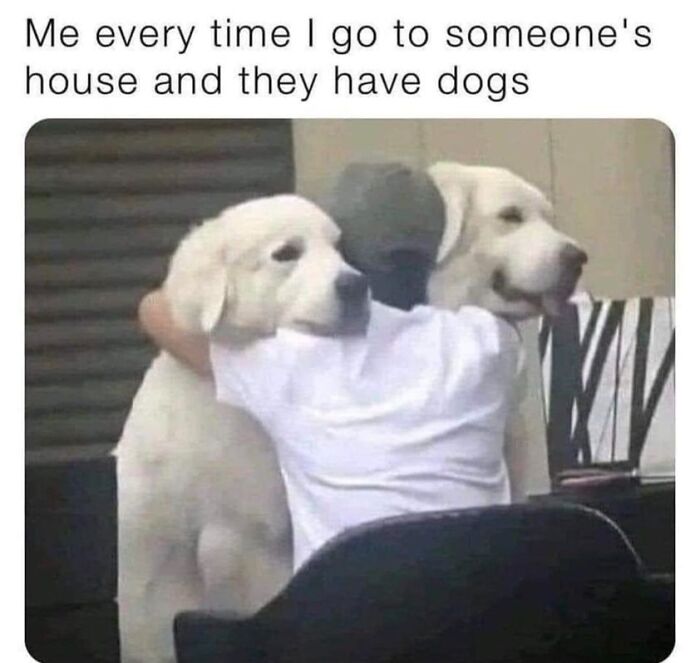 Funny animal meme: person joyfully hugging two large white dogs, expressing excitement at visiting friends with pets.