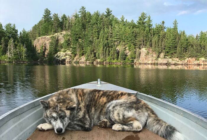 A Much-Needed Break From Watching Ducks