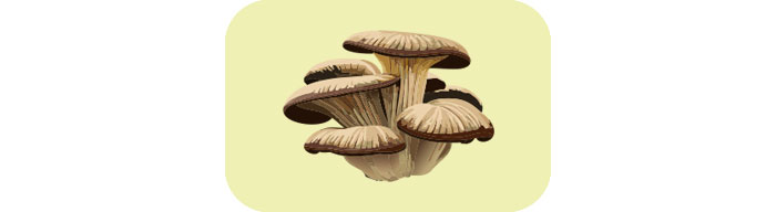 Shaggy Mane mushrooms