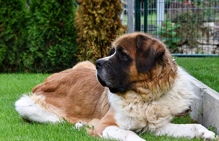 New Study Of 150 Dog Breeds Finds Size, Gender, And Nose Shape All Correlate With Dog Lifespan New Study Of 150 Dog Breeds Finds Size, Gender, And Nose Shape All Correlate With Dog Lifespan