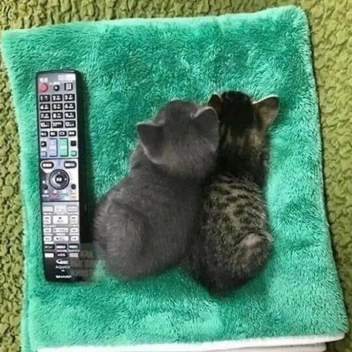 Funny-Unusual-Animal-Pics