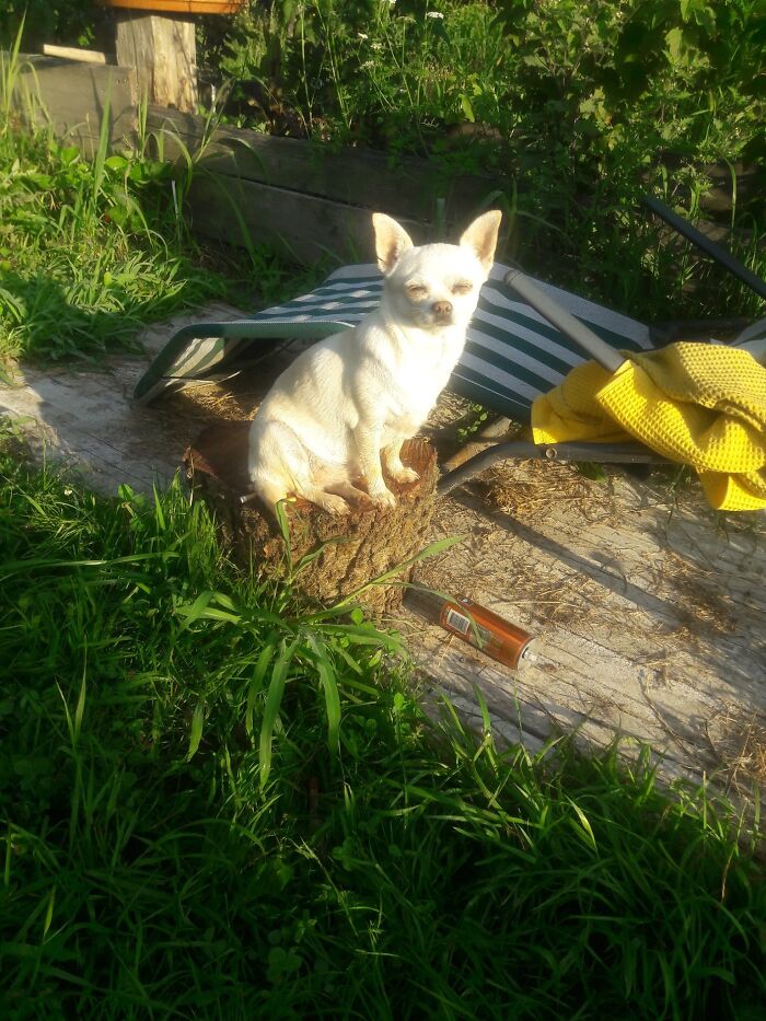 My Puppa Enjoying Being The Only Princess Of The House After Living In A Breeding Group For Her First 4 Years