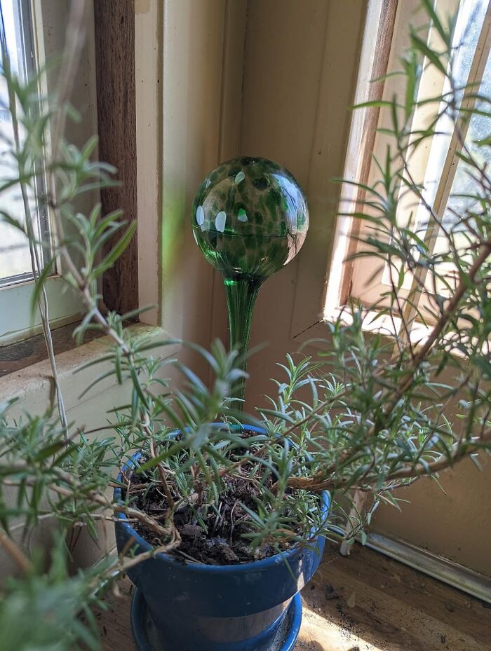 Thirsty Plants? Blazin' Bison Self Watering Bulbs To The Rescue!