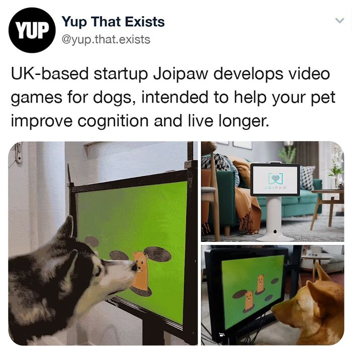 Dog interacting with video games developed by UK startup Joipaw to improve pet cognition and longevity, weird but real concept.