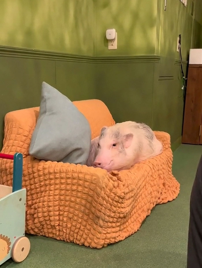 Pigs At This Cafe In Tokyo Are Called &ldquo;Buta-San,&rdquo; And They Trot Around Looking For Pets