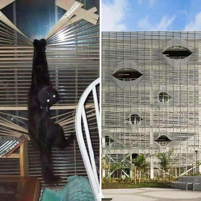 Funny-Unusual-Animal-Pics