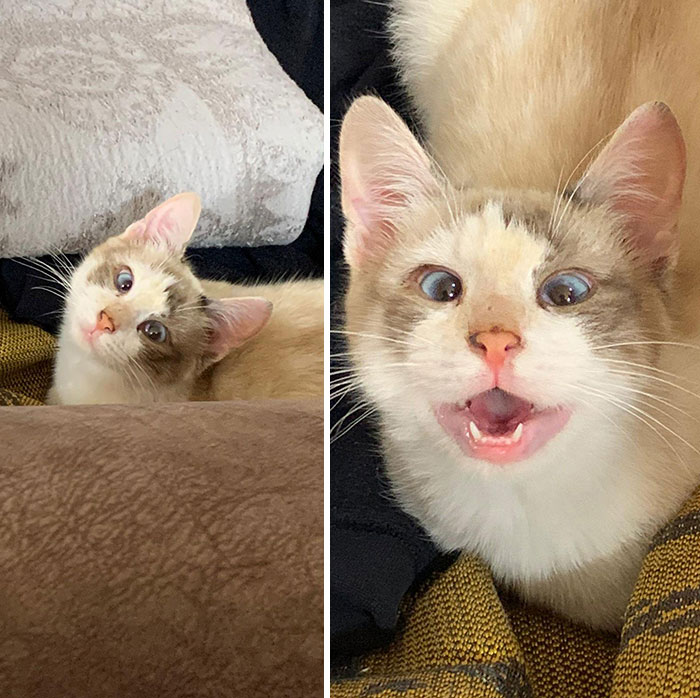 Mi novia ha rescatado a este gato, es adorable