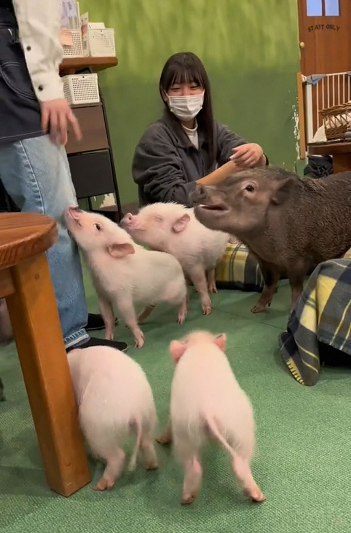 Pigs At This Cafe In Tokyo Are Called &ldquo;Buta-San,&rdquo; And They Trot Around Looking For Pets