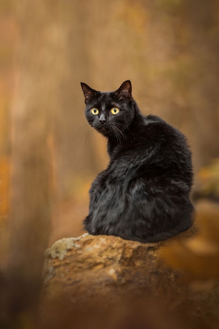 "Vigilance" By Grace Fieselman