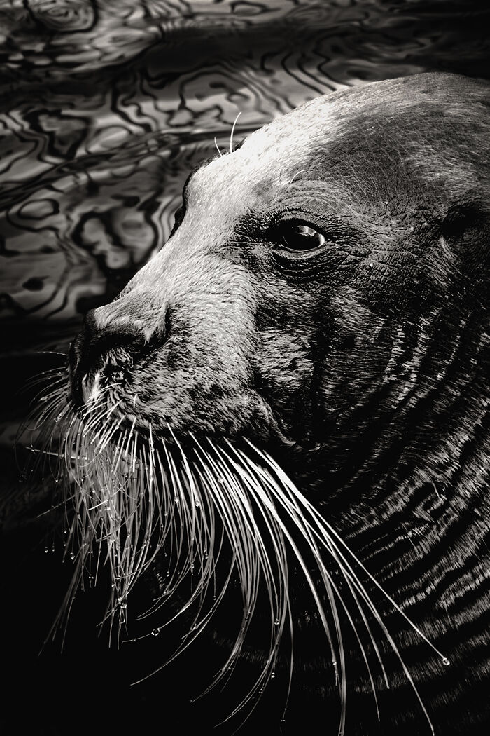 Bearded Seal