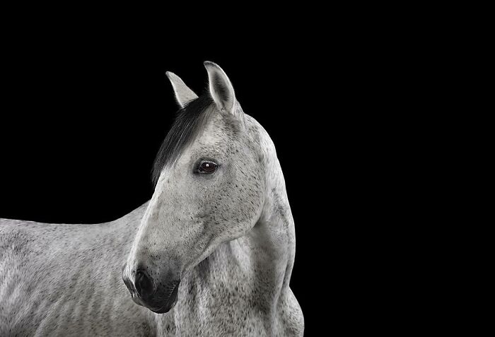 30 Captivating Studio Portraits Of Wild Animals Captured By Brad Wilson