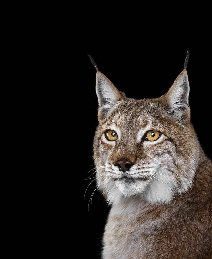 30 Captivating Studio Portraits Of Wild Animals Captured By Brad Wilson