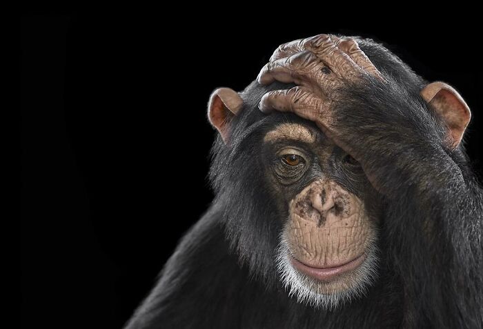 30 Captivating Studio Portraits Of Wild Animals Captured By Brad Wilson