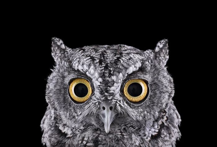 30 Captivating Studio Portraits Of Wild Animals Captured By Brad Wilson