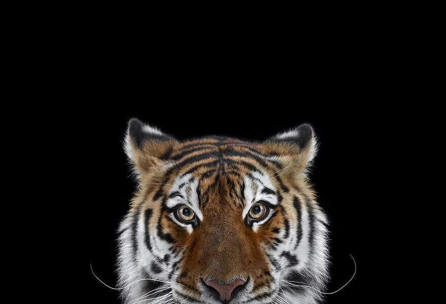 Brad Wilson's Photography -Interview With Artist