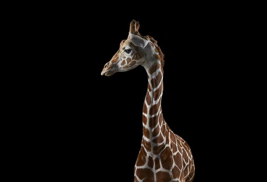 Brad Wilson's Photography -Interview With Artist