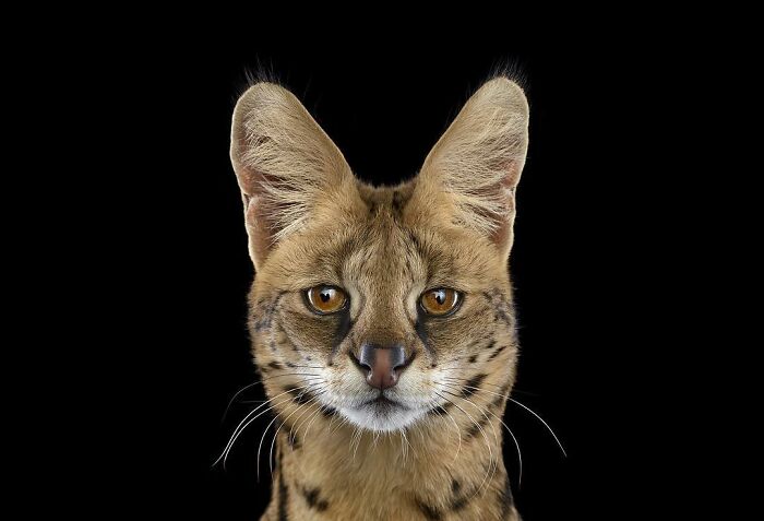 30 Captivating Studio Portraits Of Wild Animals Captured By Brad Wilson