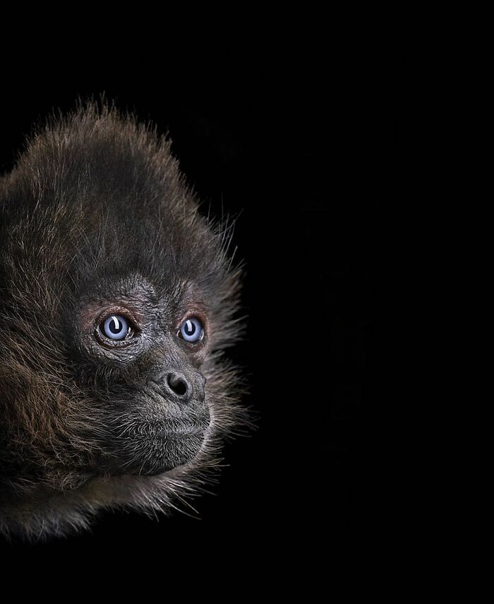 30 Captivating Studio Portraits Of Wild Animals Captured By Brad Wilson