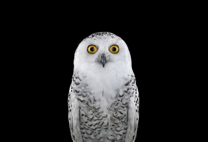 30 Captivating Studio Portraits Of Wild Animals Captured By Brad Wilson