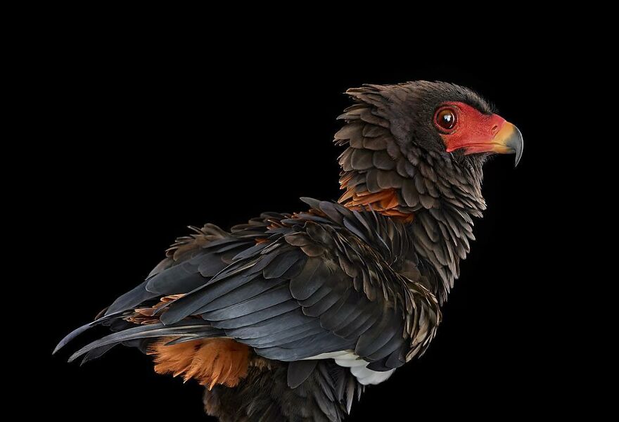 Brad Wilson's Photography -Interview With Artist