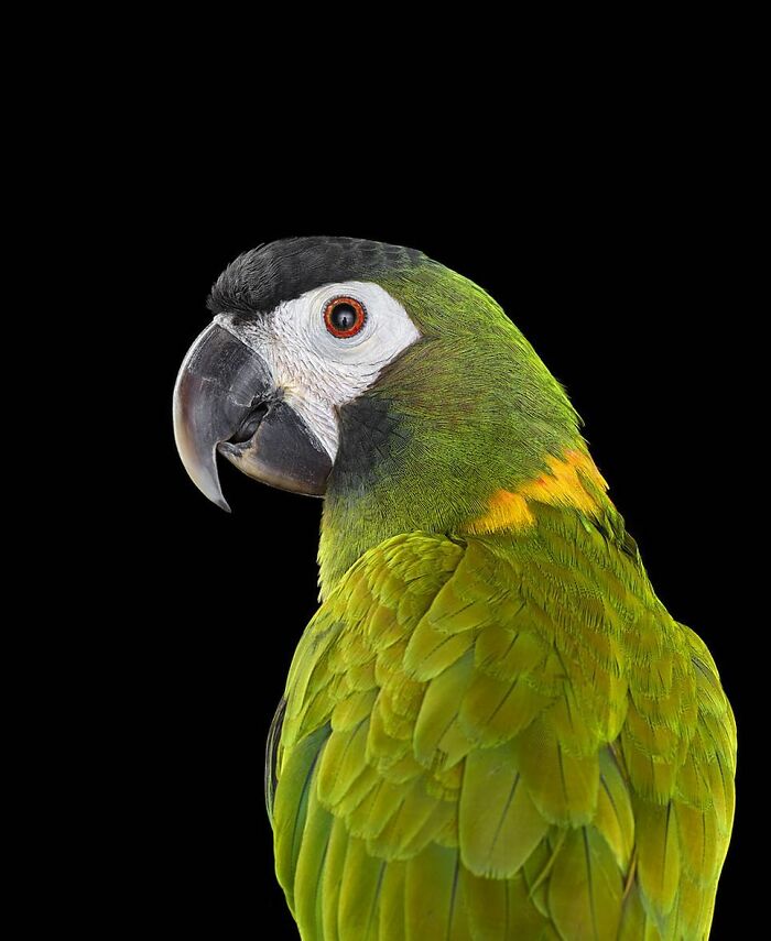 30 Captivating Studio Portraits Of Wild Animals Captured By Brad Wilson