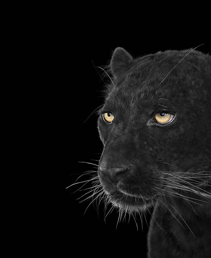 30 Captivating Studio Portraits Of Wild Animals Captured By Brad Wilson