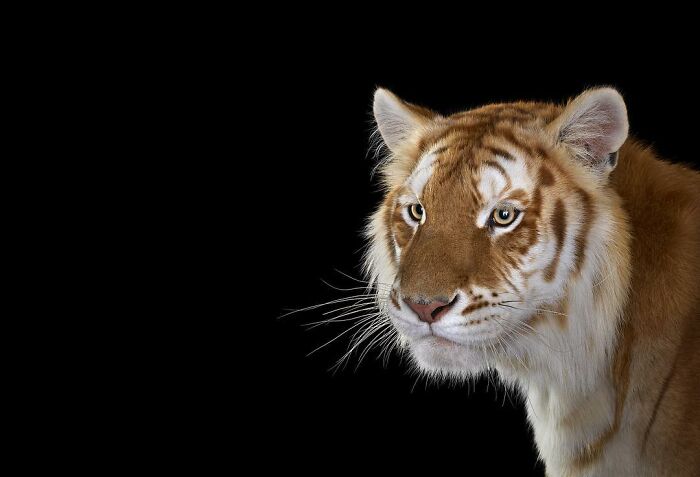30 Captivating Studio Portraits Of Wild Animals Captured By Brad Wilson