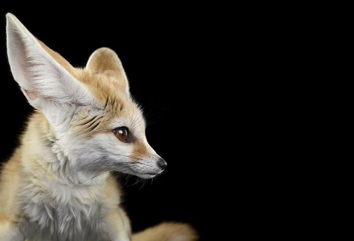 30 Captivating Studio Portraits Of Wild Animals Captured By Brad Wilson