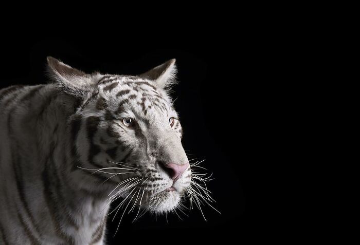 30 Captivating Studio Portraits Of Wild Animals Captured By Brad Wilson
