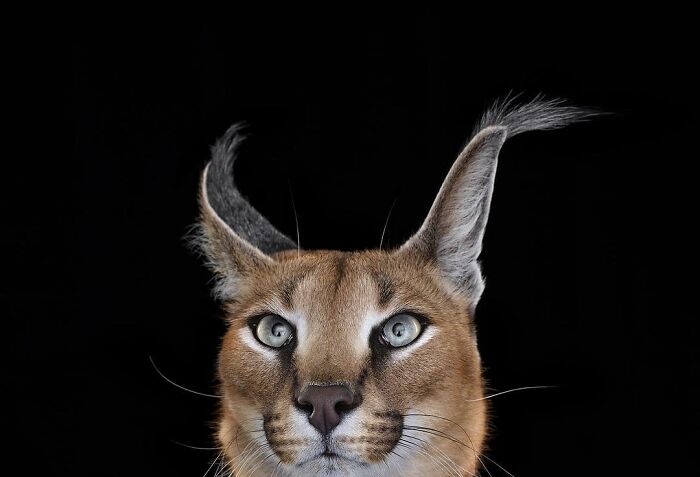 30 Captivating Studio Portraits Of Wild Animals Captured By Brad Wilson