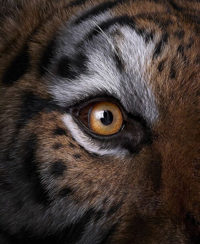 30 Captivating Studio Portraits Of Wild Animals Captured By Brad Wilson