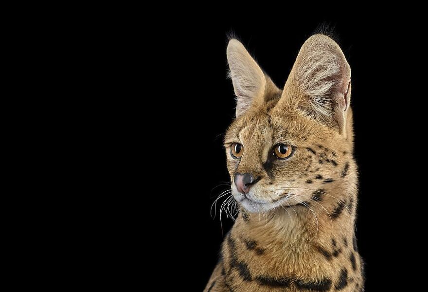 Brad Wilson's Photography -Interview With Artist