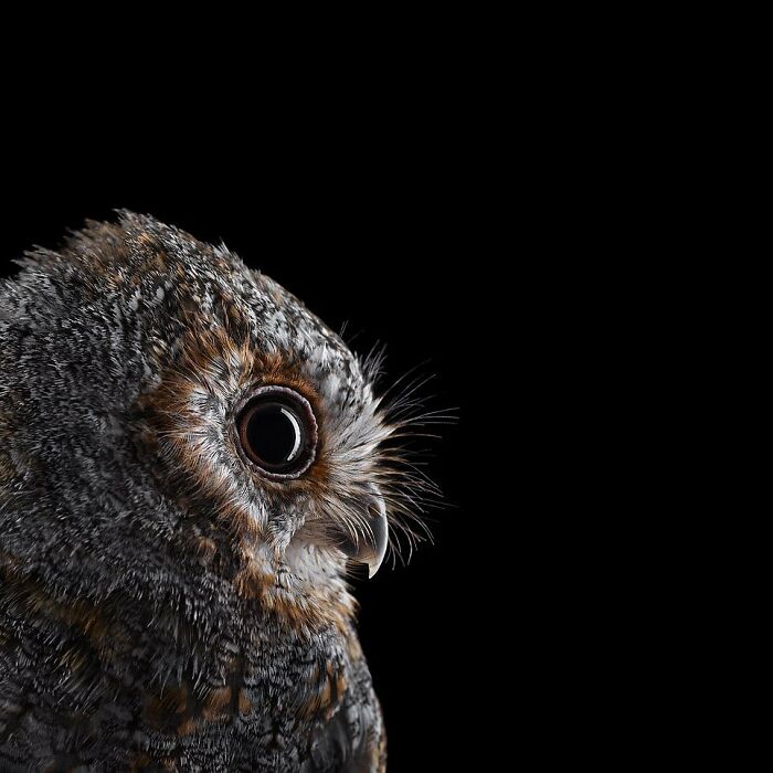 30 Captivating Studio Portraits Of Wild Animals Captured By Brad Wilson