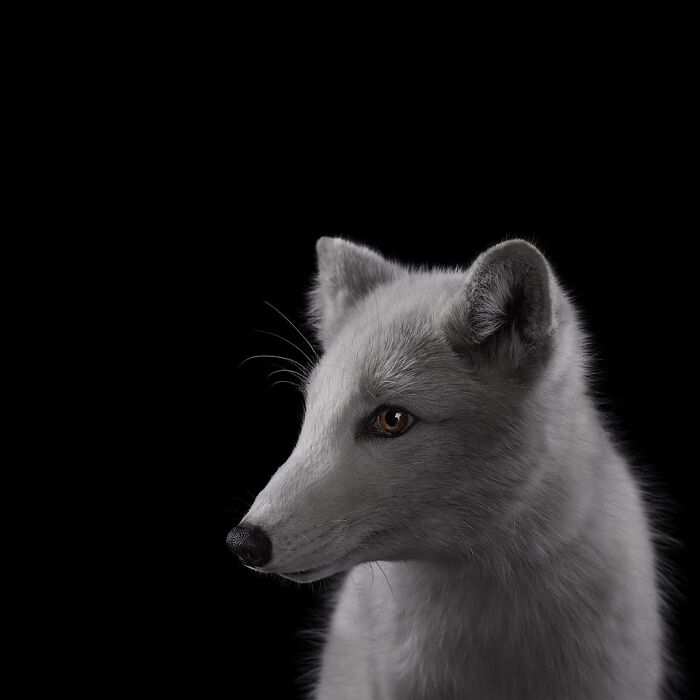 30 Captivating Studio Portraits Of Wild Animals Captured By Brad Wilson