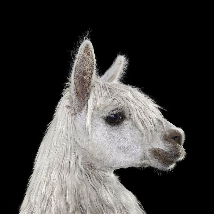 30 Captivating Studio Portraits Of Wild Animals Captured By Brad Wilson