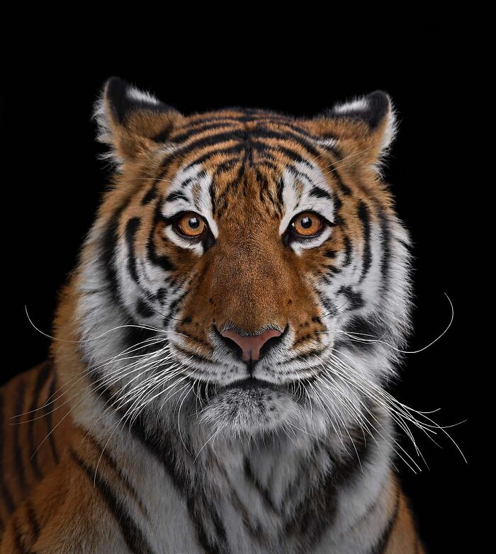 30 Captivating Studio Portraits Of Wild Animals Captured By Brad Wilson