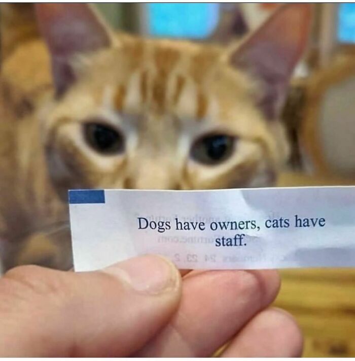 Cute cat behind a paper reading "Dogs have owners, cats have staff" providing a funny cat meme moment.