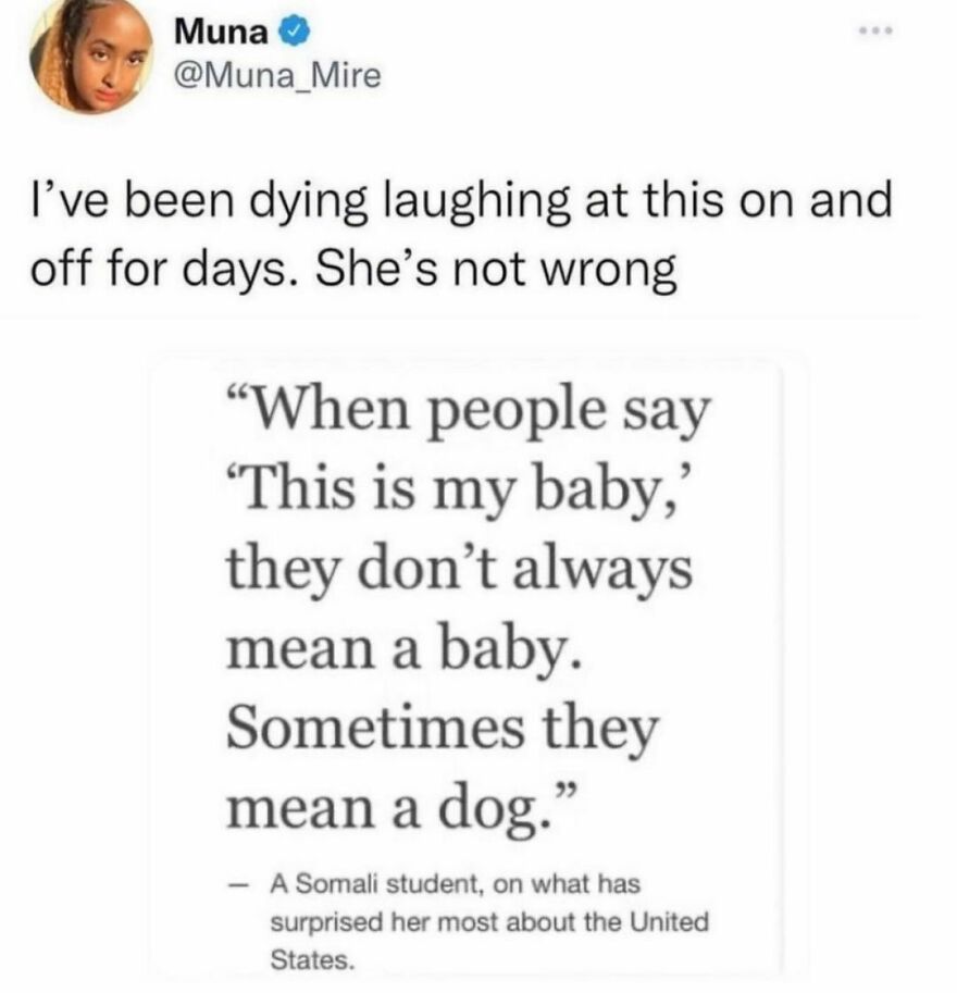 Friends! Today’s #rescueoftheday Is The One And Only (Errrrm Maybe There’s Another One Too?) Anderson Cooper! Our Friends At @waggingtailsdogrescueny Are Now Accepting Applications To Adopt This Little Icon. Head To Their Profile For More Info! (Can’t You Just Picture This Absolute Angel Keeping It Together Remarkably Well With A Somewhat Lit Andy Cohen On Nye??)