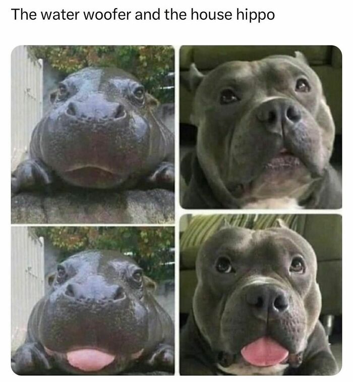 Funny-Relatable-Random-Memes