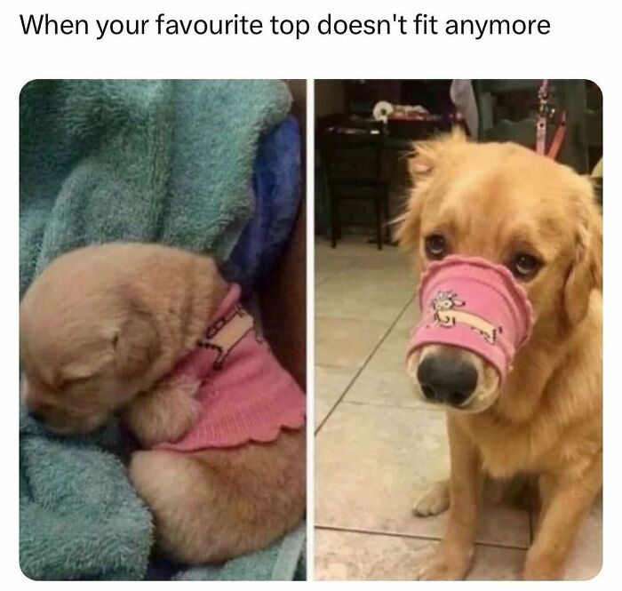 Funny-Relatable-Random-Memes