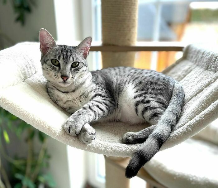 Gray striped cat lounging on a hammock, showcasing one of the cutest cat breeds perfect for snuggling.