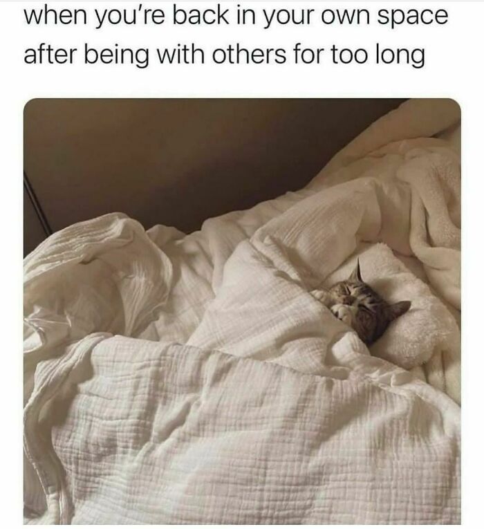 Cozy cat under blankets, embodying cute and funny meme moment for cat lovers.