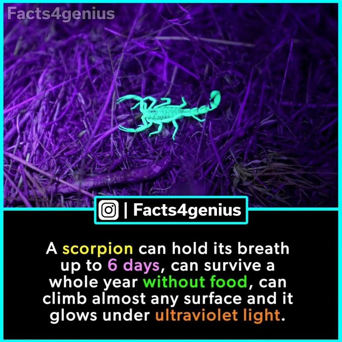 Interesting-Facts-For-Genius-Instagram