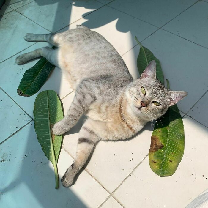Cute cat lounging on tiled floor, surrounded by green leaves, enjoying a sunny day indoors.