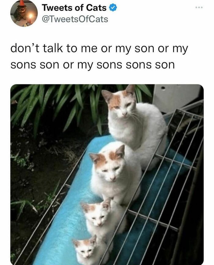 Four cats sitting in a row with humorous caption above, creating a funny meme that might make you want to get a cat.